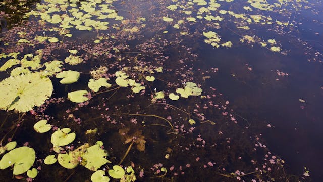 Tyto Wetlands_20180615_1080_10min1