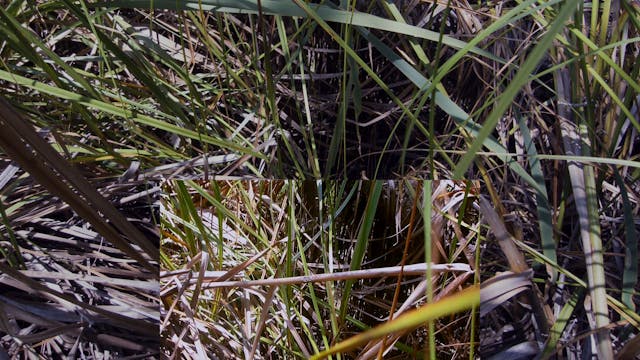 20180212_Melaleuka-Swamp_part2_0108-0139
