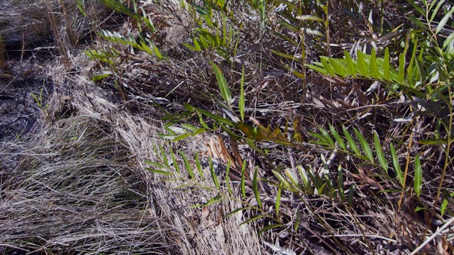 Capembah_20180214_1080_10min