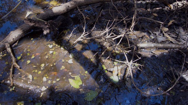 20180212_Melaleuka-Swamp_Part1_3910-3945