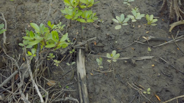 Lucinda Mangroves_20180620_1080_10min