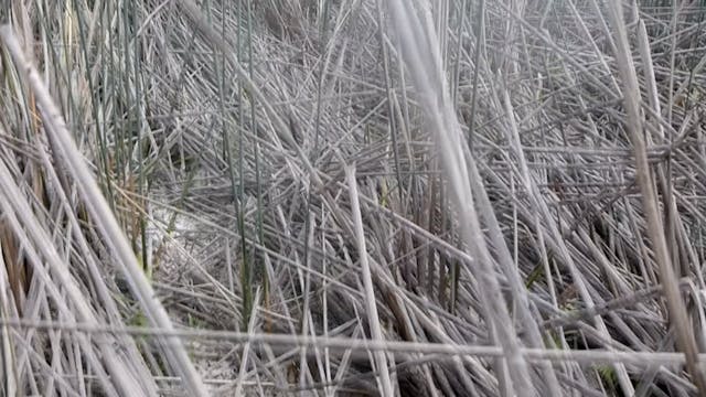 20180213_Brown Lake_Reeds-Lumix