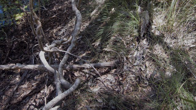 20180212_Melaleuka-Swamp_Part1_0120-0152