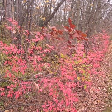 2012_10_29 Pink Leaves