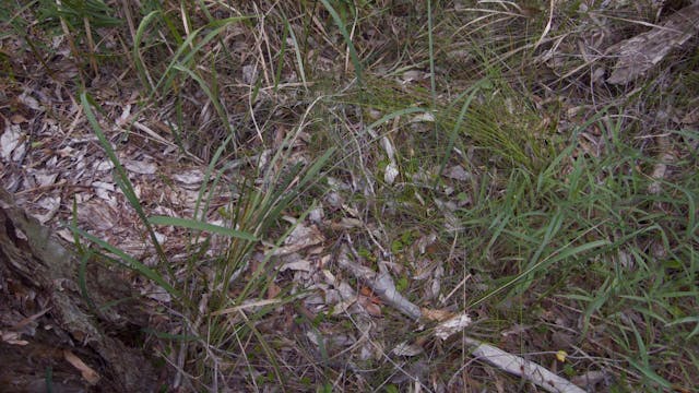 20180122_Melaleuka-Swamp_4840-4915