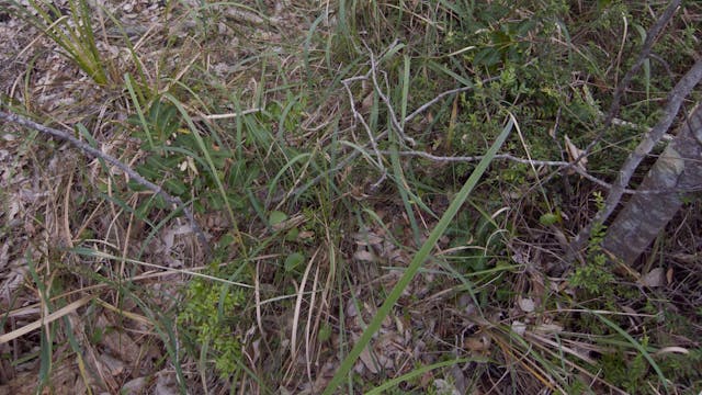 Melaleuca Swamp_20180122_1080_10min2
