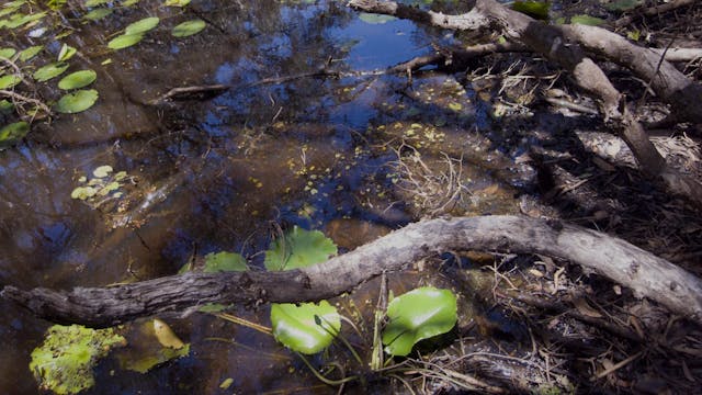 20180212_Melaleuka-Swamp_Part1_3745-3815