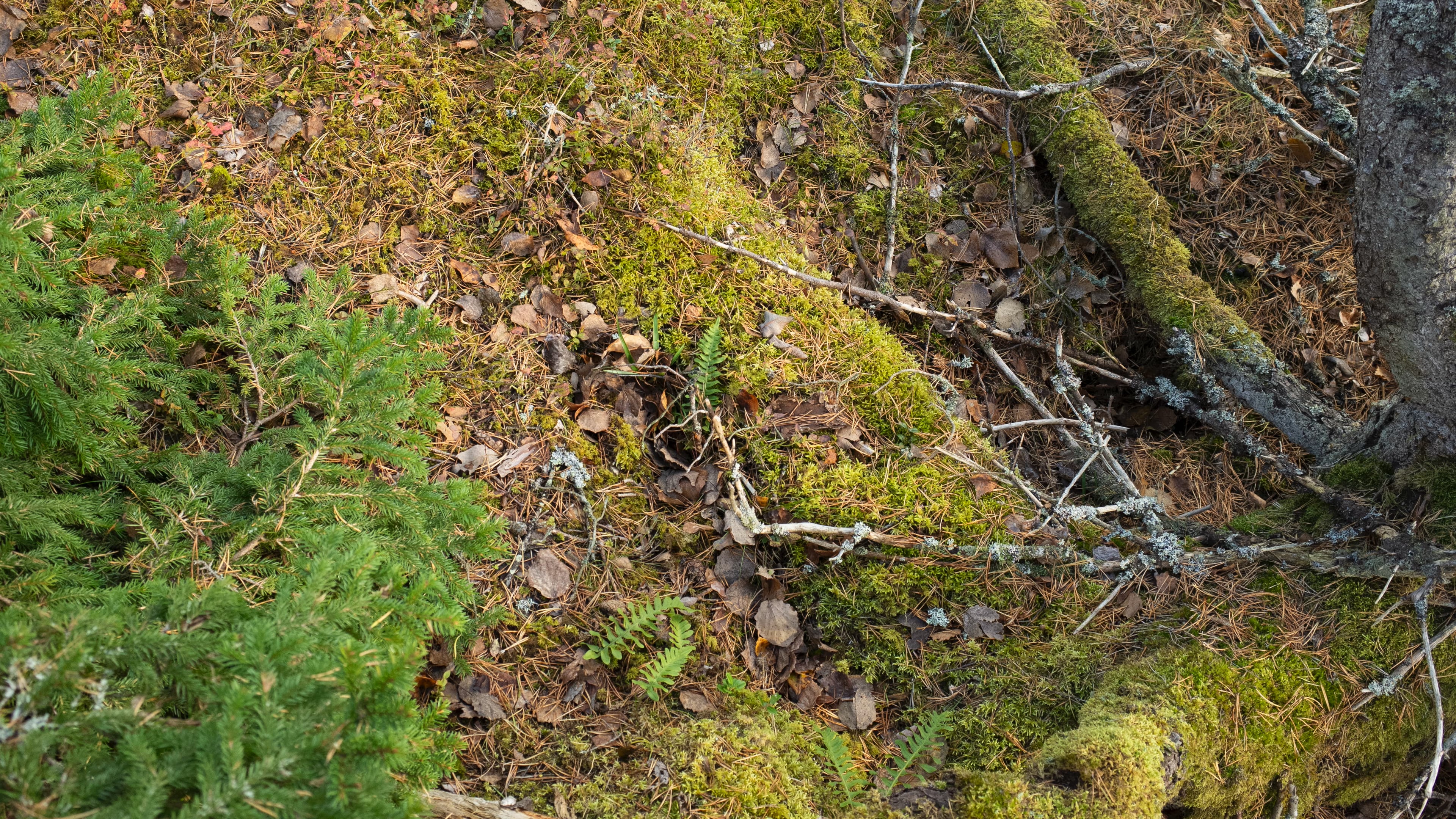 20231022_Nybyn Coastline photowalk-4K