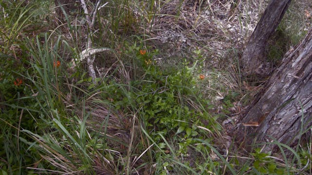 20180122_Melaleuka-Swamp_2700-2730