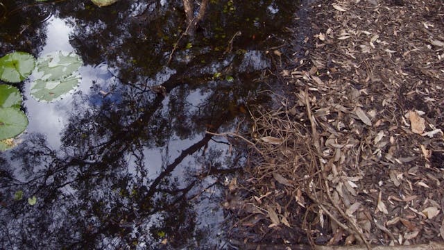 20180122_Melaleuka-Swamp_0450-0626