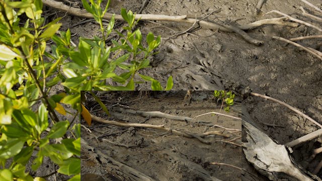 20180618_Lucinda Mangroves_Walk1_0555...