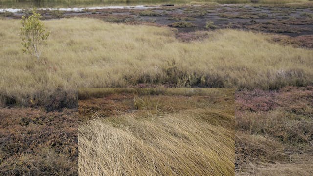 20180617_Insulator Creek_0310-0330