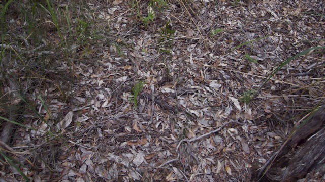 20180122_Melaleuka-Swamp_2910-2940
