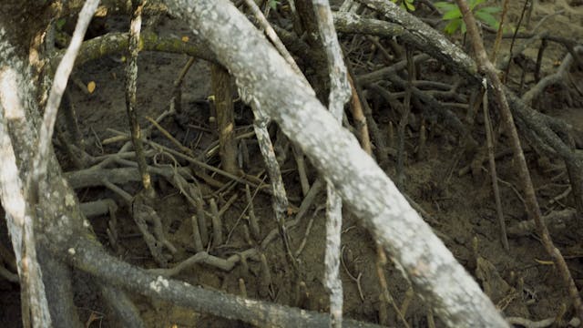 20180620_Lucinda Mangroves_2350-2424