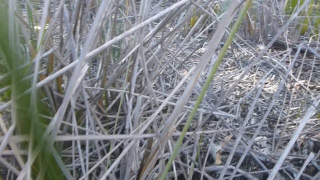 20180122_Brown-Lake_rough-cuts_James-...