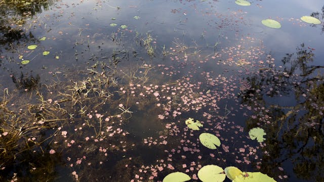20180615_Tyto Wetlands_Walk 5_1658-1752