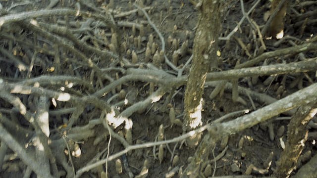 20180620_Lucinda Mangroves_0550-0619