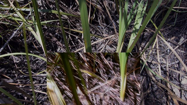 20180212_Melaleuka-Swamp_part2_MASTER