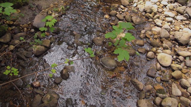 Zellerbach_20170711_1080_10min4