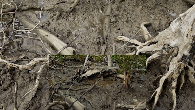 20180618_Lucinda Mangroves_Walk1_0435...