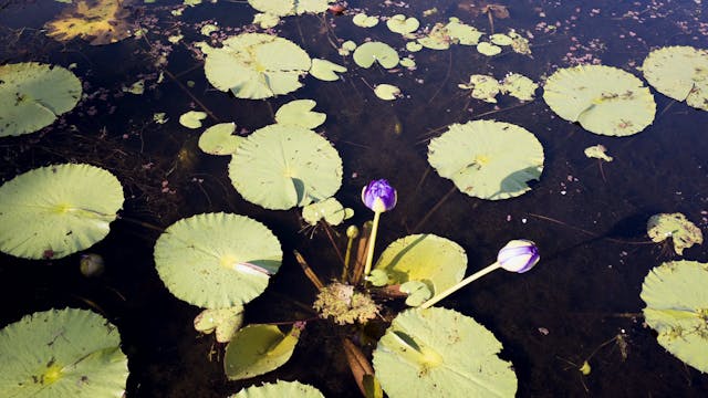 20180615_Tyto Wetlands_Walk 5_0215-0240