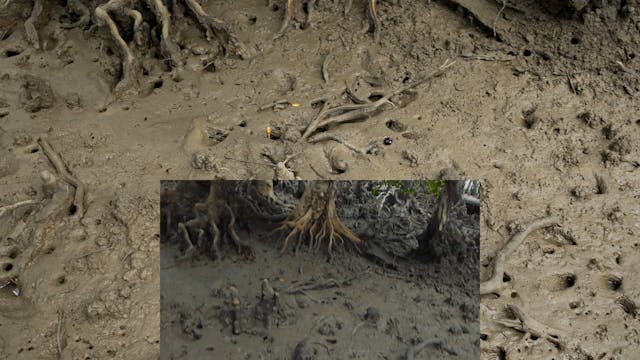 20180618_Lucinda Mangroves_Walk1_1450...