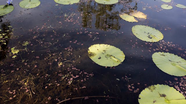 20180615_Tyto Wetlands_Walk 5_1208-1252