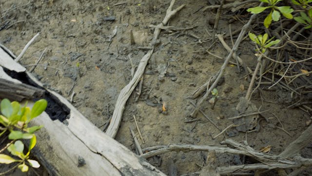 20180620_Lucinda Mangroves_2610-2714