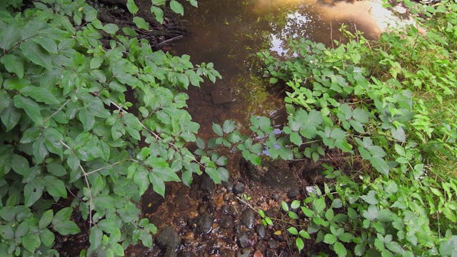 Starzenbach_20170714_1080_10min1