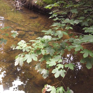 Zellerbach 20170711_1080_min60