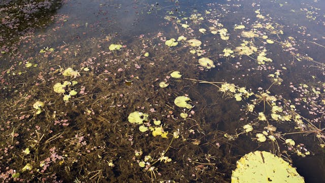 20180615_Tyto Wetlands_Walk 5_0540-0725