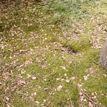 Eichgraben_20170720, 30 minutes in