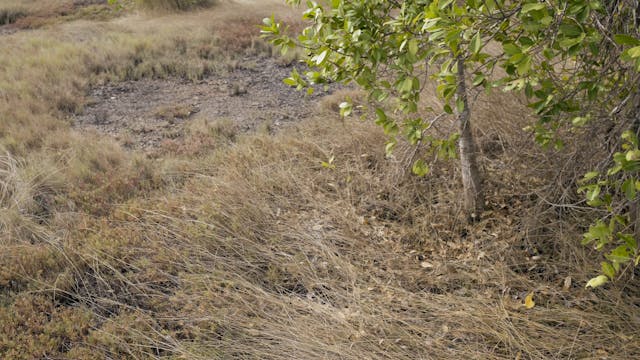 20180617_Insulator Creek_0055-0119
