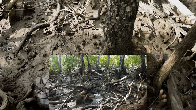 20180618_Lucinda Mangroves_Walk1_0000...