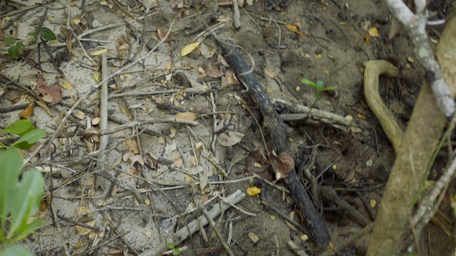 20180620_Lucinda Mangroves_4410-4604