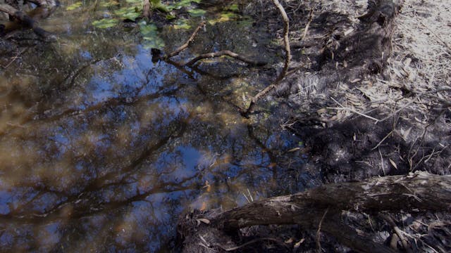 20180212_Melaleuka-Swamp_Part2_0625-0645