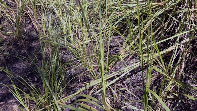 Melaleuca Swamp_20180212_1080_10min2