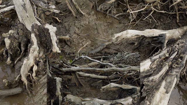 20180618_Lucinda Mangroves_Walk1_0715...