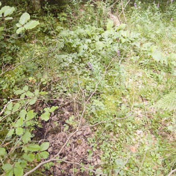 Eichgraben_20170720, 60 minutes in