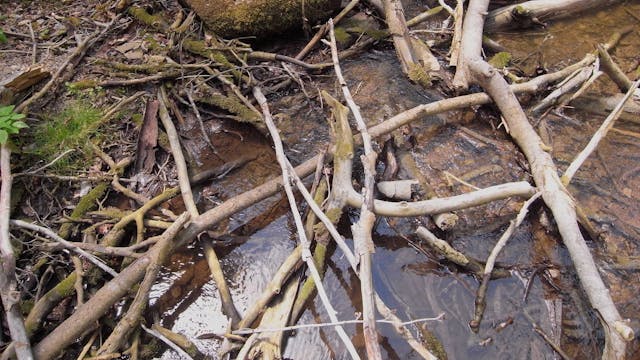 Burgleitenbach_20170707_1080_10min1