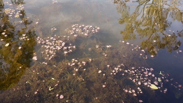 20180615_Tyto Wetlands_Walk 5_1522-1608