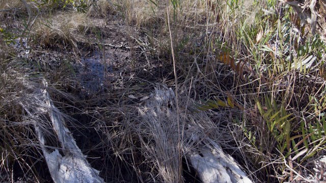 20180214_Myora-Springs_1645-1745