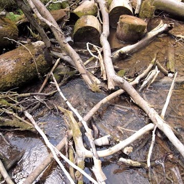 Burgleitenbach_20170707, 'Branches'