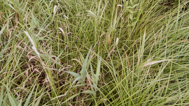 Eichgraben_20170809_1080_10min2