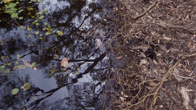 Melaleuca Swamp_20180122_1080_10min1