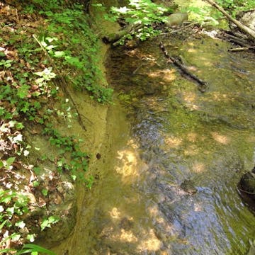 Burgleitenbach_20170707, 'Limey'