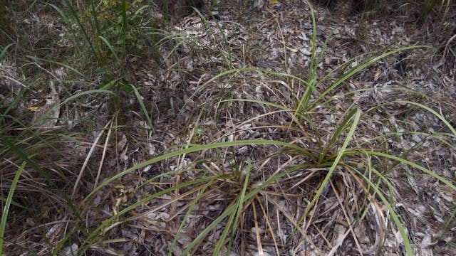 20180122_Melaleuka-Swamp_2830-2910