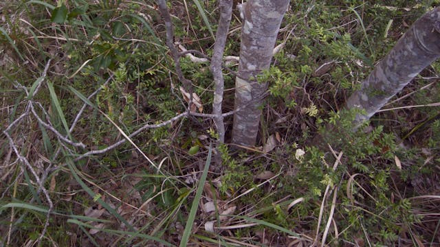 20180122_Melaleuka-Swamp_4055-4110