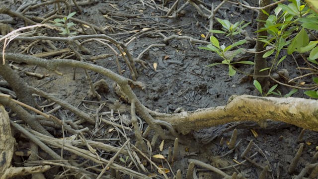 20180620_Lucinda Mangroves_1925-2139