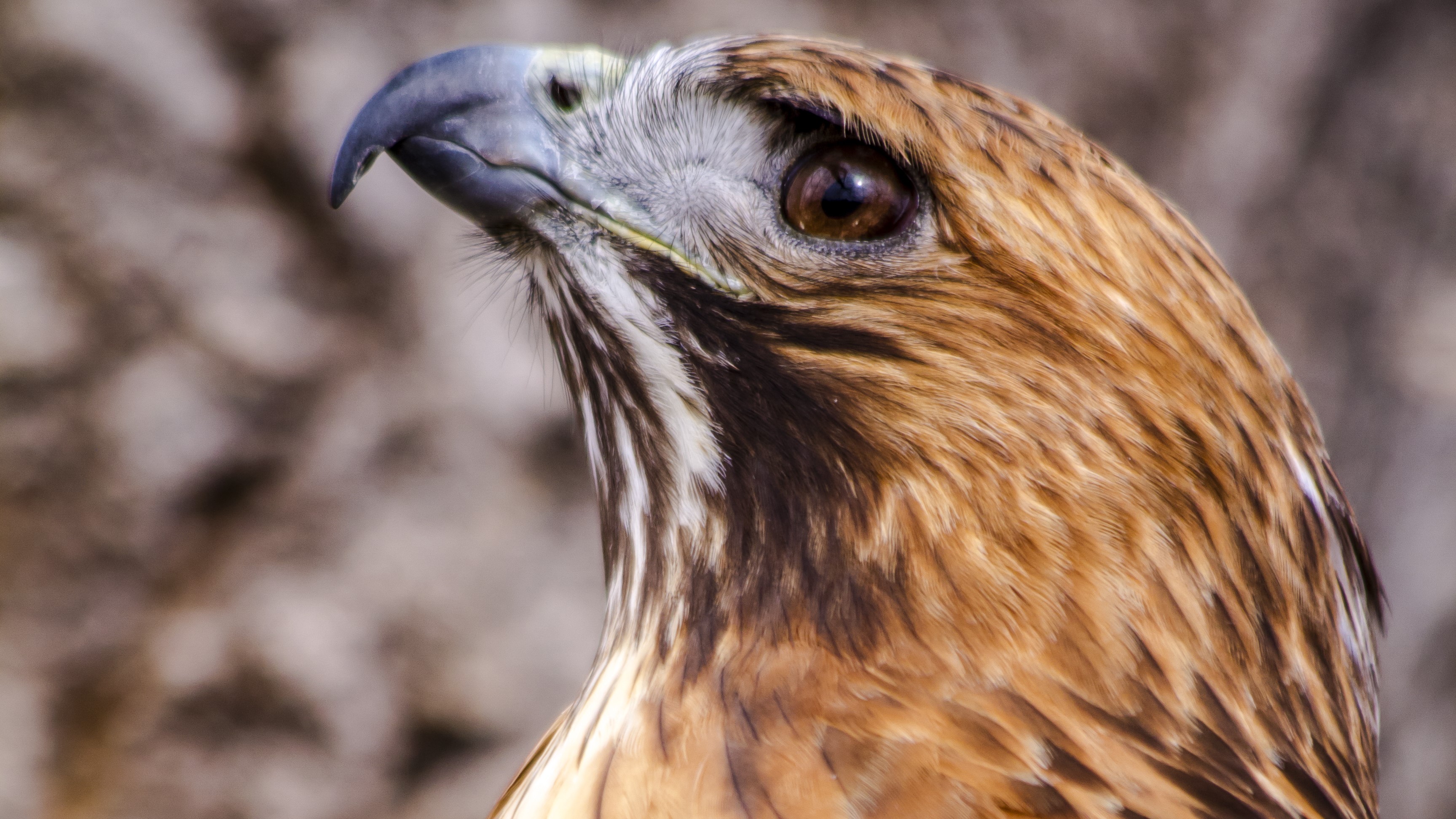Airbrushing a Bird Of Prey